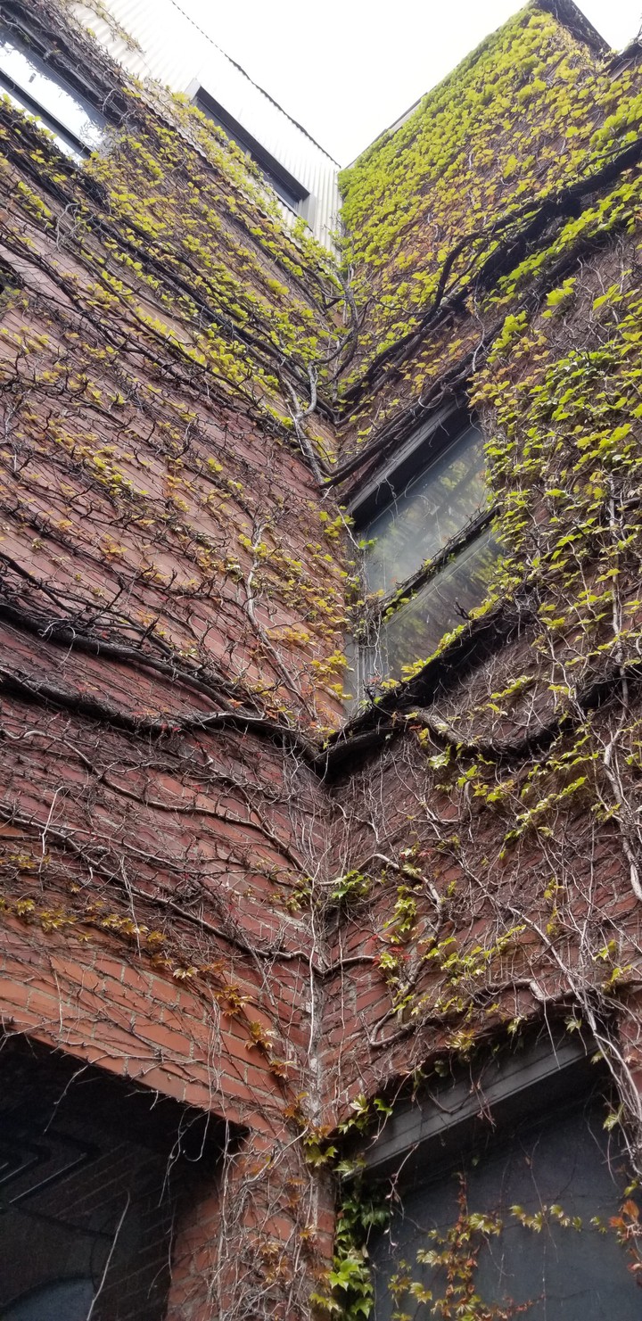 building in vines