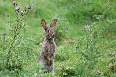 Rabbit, vertebrate achtergronden