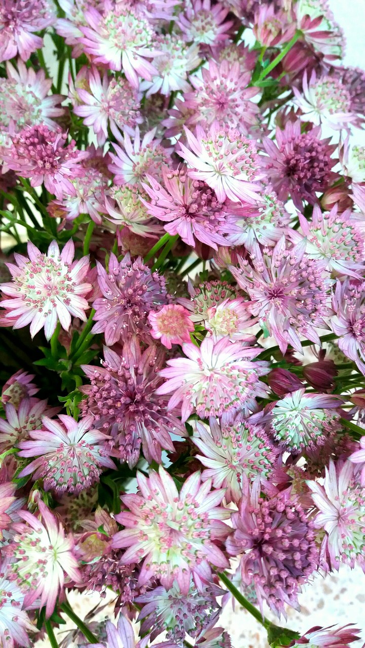 Astrantia