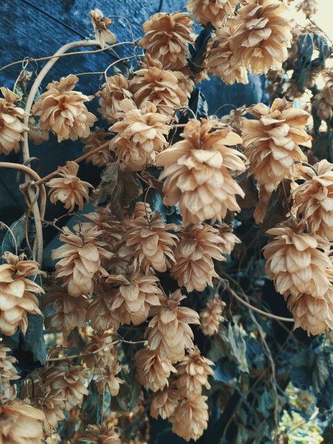 plant