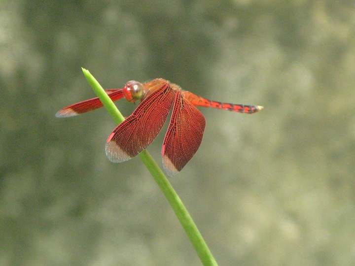 Dragonfly
