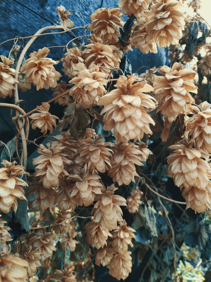 plant