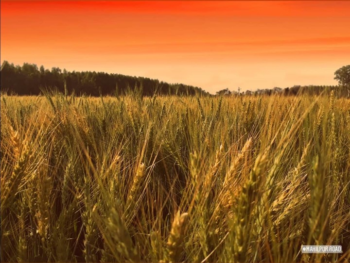 nature