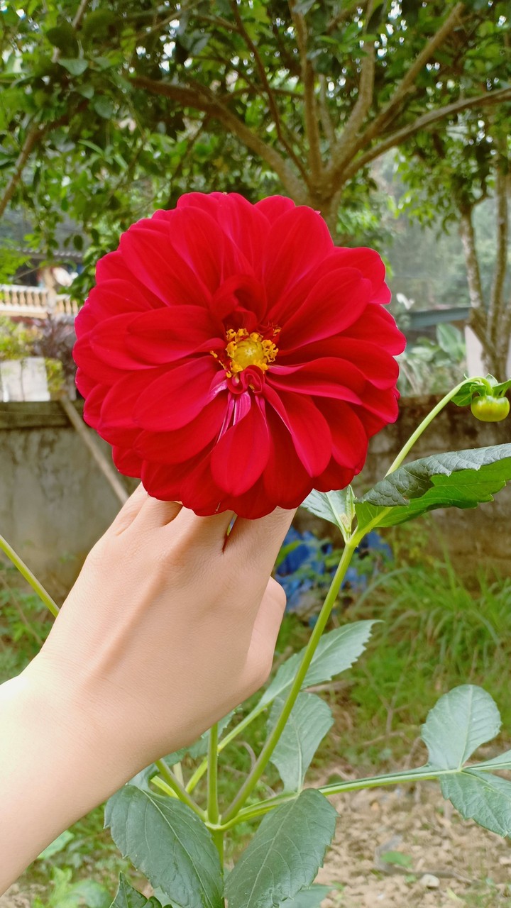 red flower