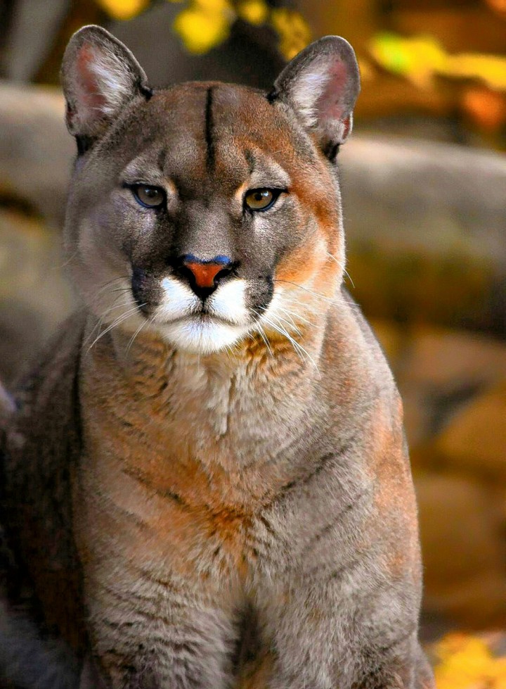 Cougar Looking Cool