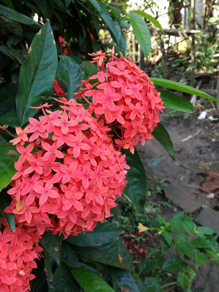 Flower