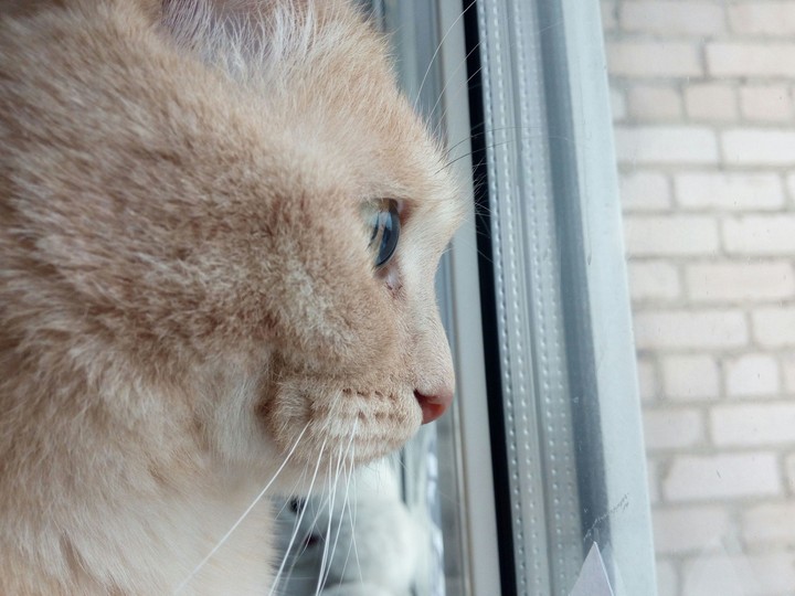 Кот