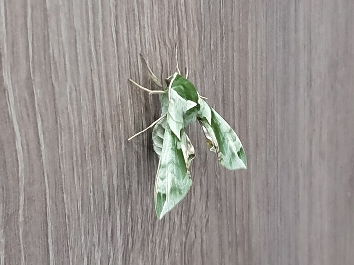 bug