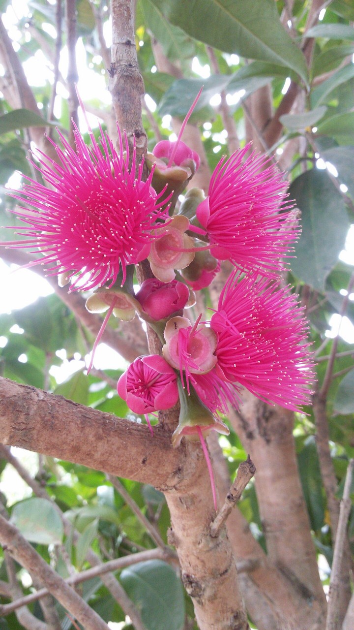 Flor de Jambo
