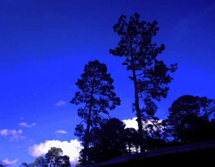 BOSQUE DE PINOS, CHIAPAS.