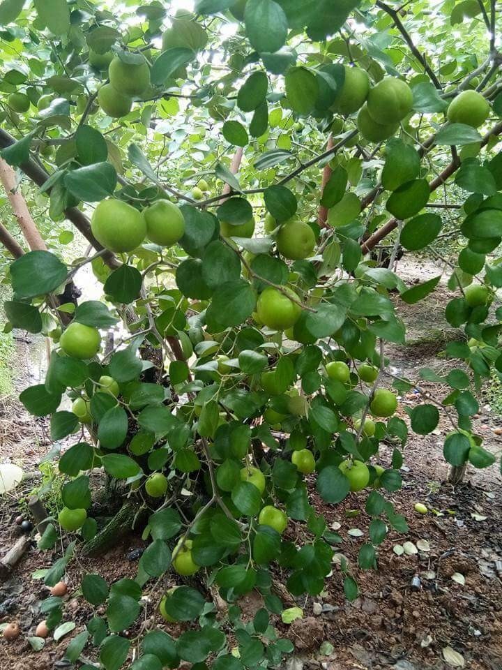 táo