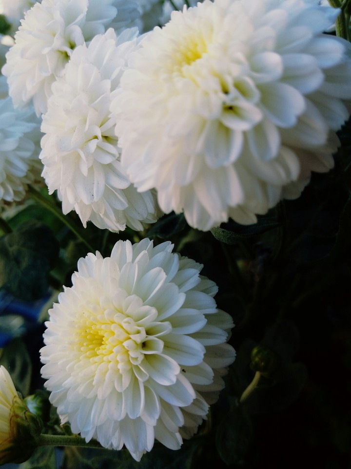 petal