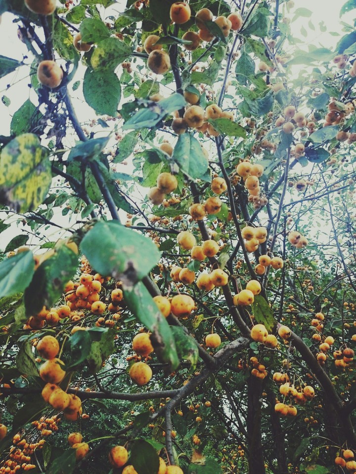 Ранетки)