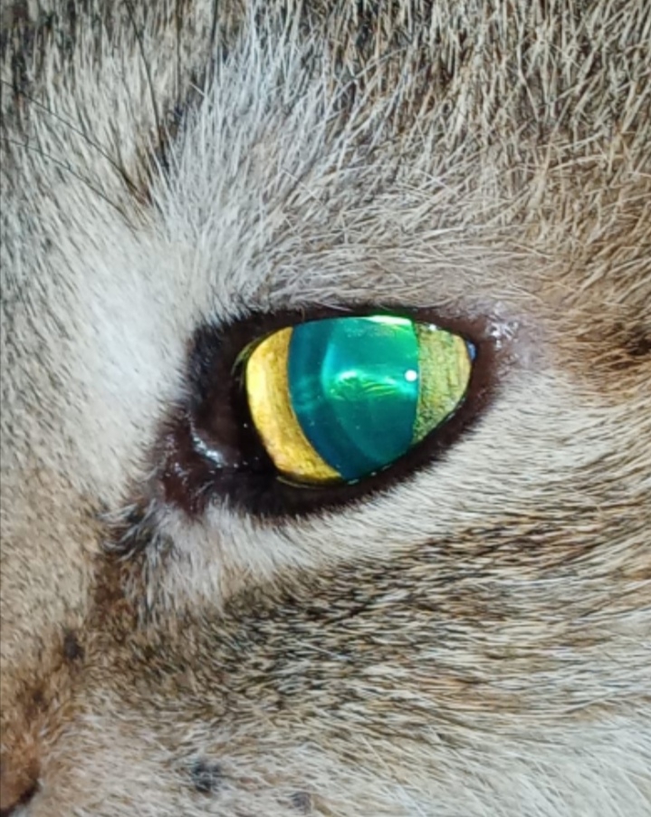 космо