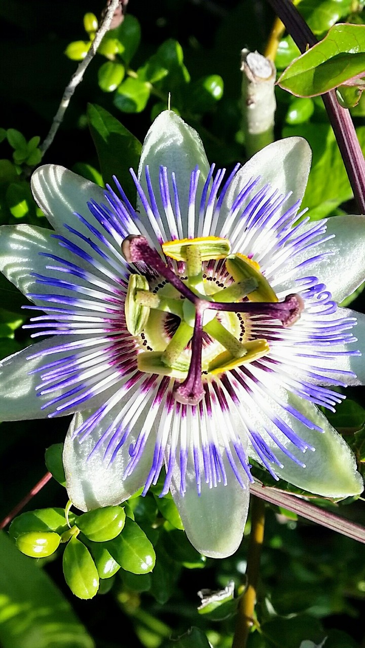 Watch grass