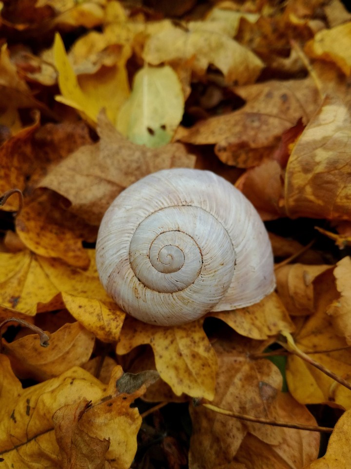 shell of nail