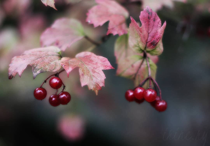 Autumn berries
