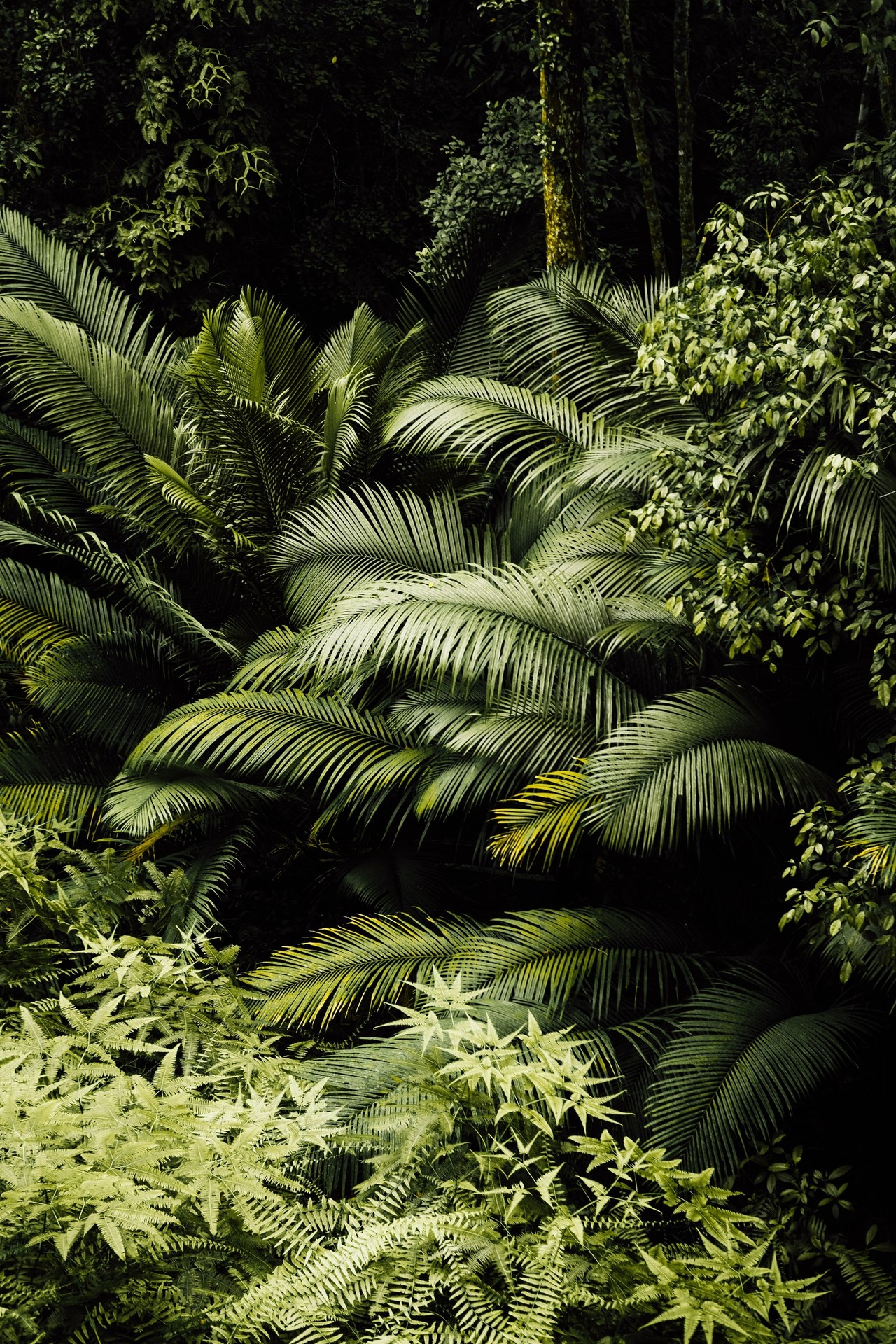 green, forest wallpapers