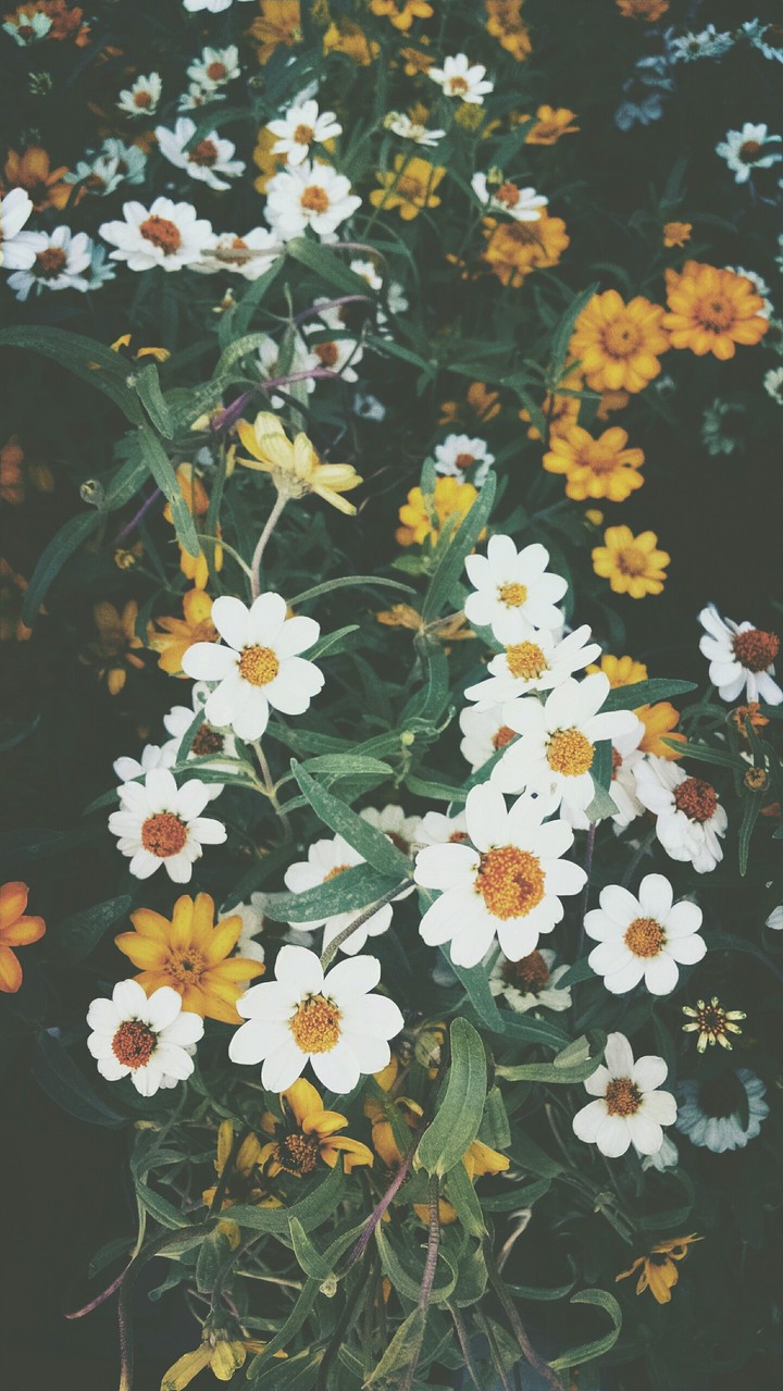 White and yellow flowers