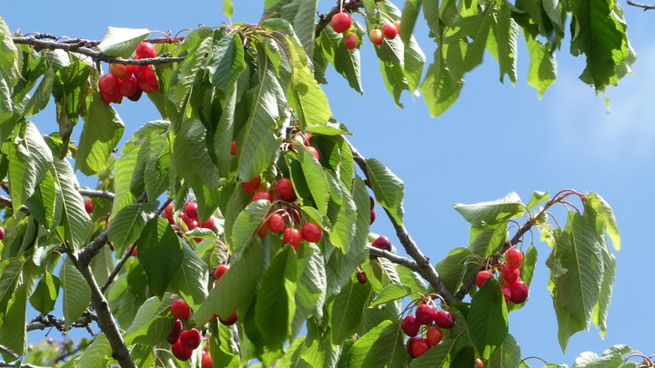 Kirschen/Cherry