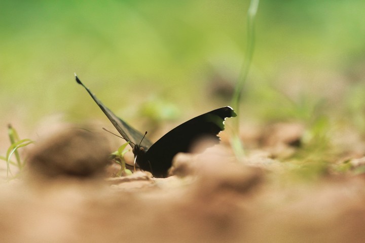 butterfly