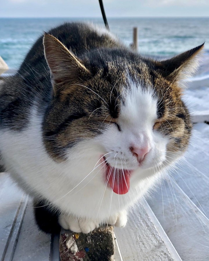 cat☀