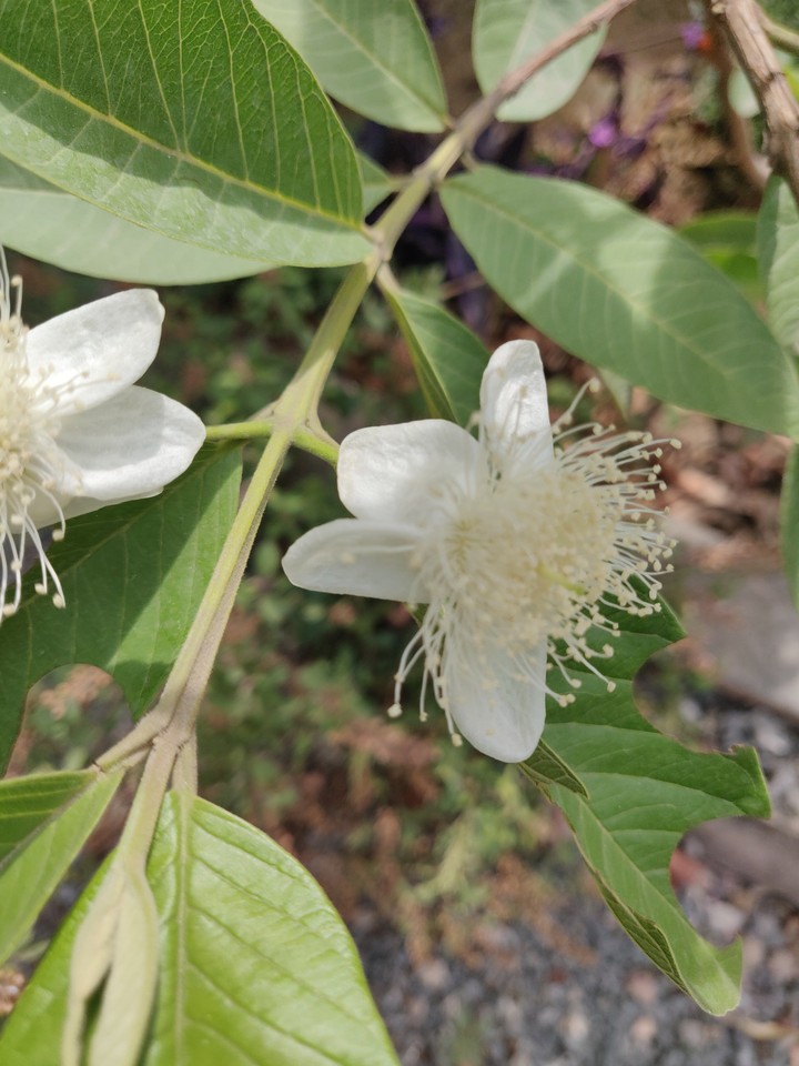 blossom