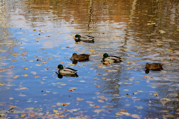 Ducks