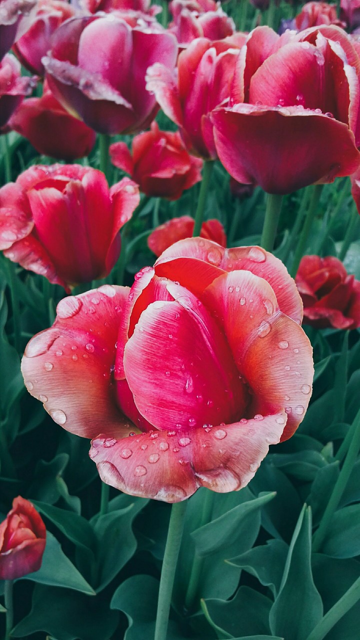 tulips