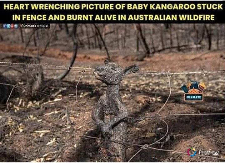 Australian wild fire