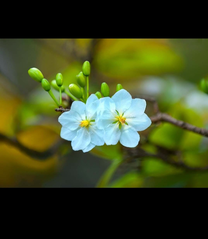 white flower