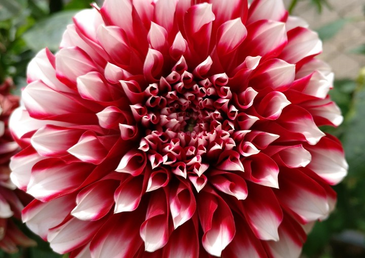 Red Flower