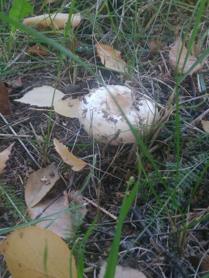 mushroom