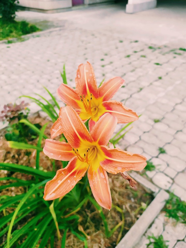 ~flowers~
