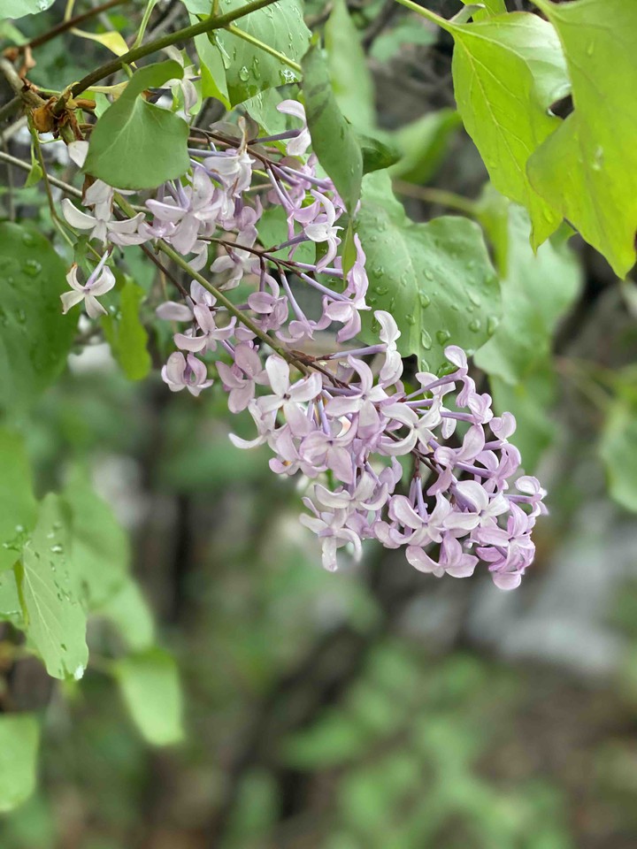 spring