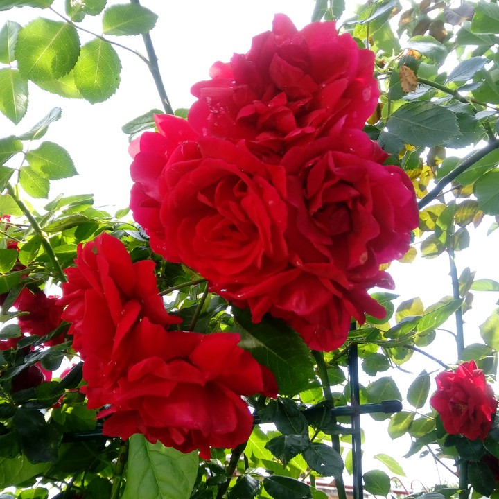 Rose 