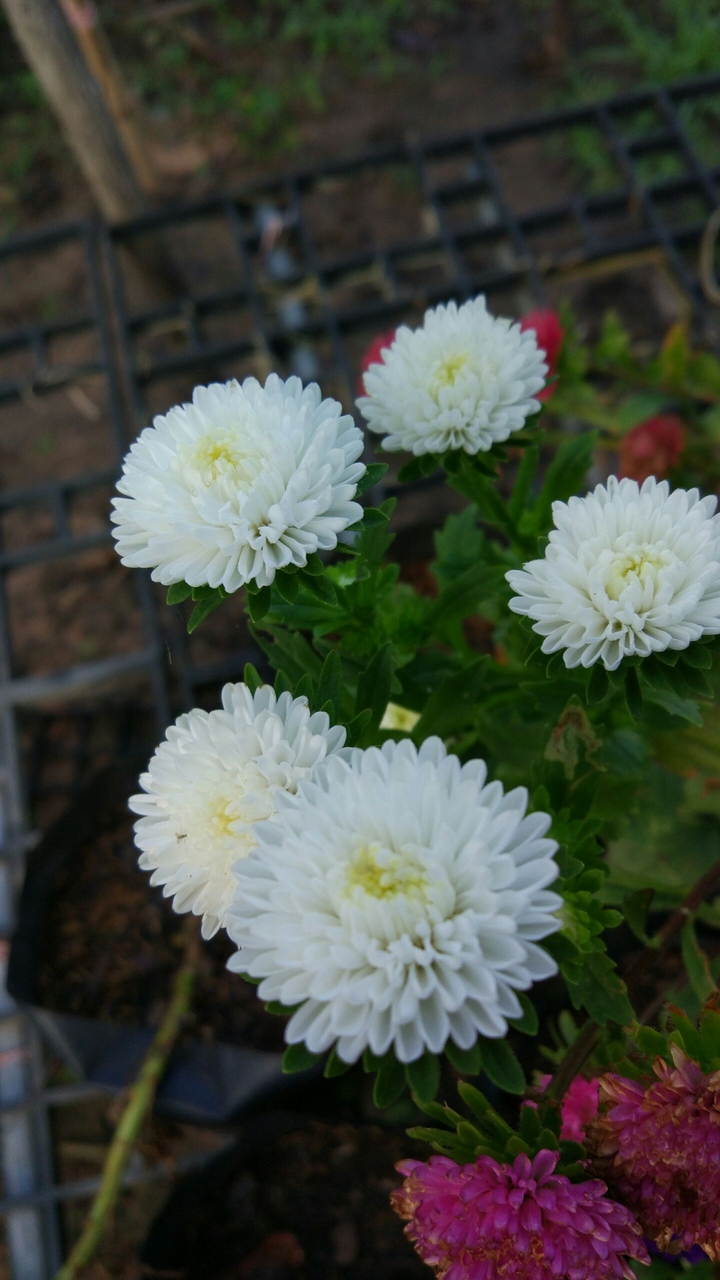 White Bonita