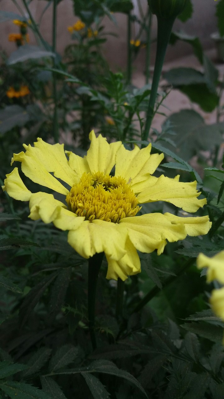 flower