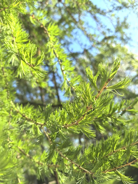 sfondi cupressaceae, conifers