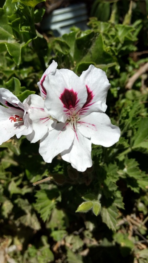 Flower love