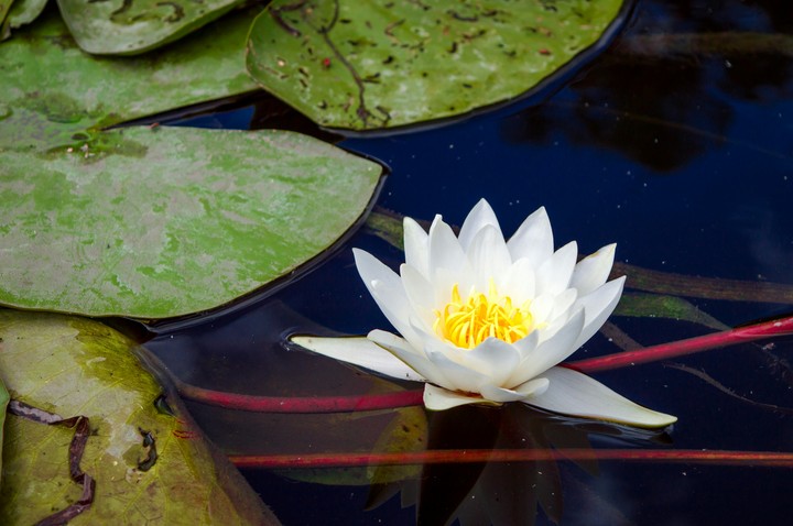 flower