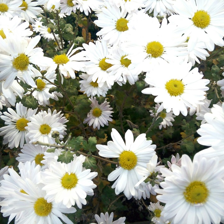 Flowers