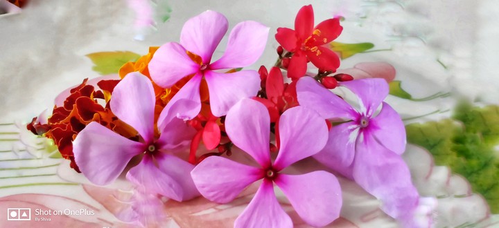 flowers for my prayers to God