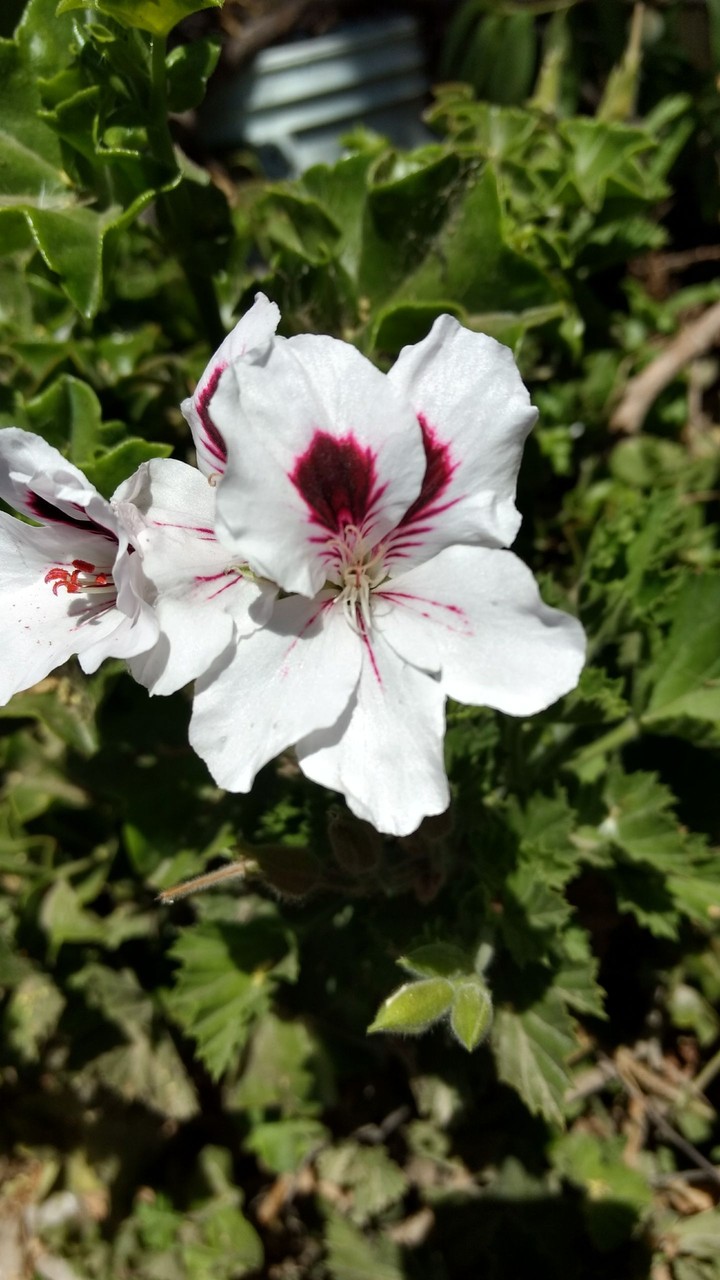 Flower love