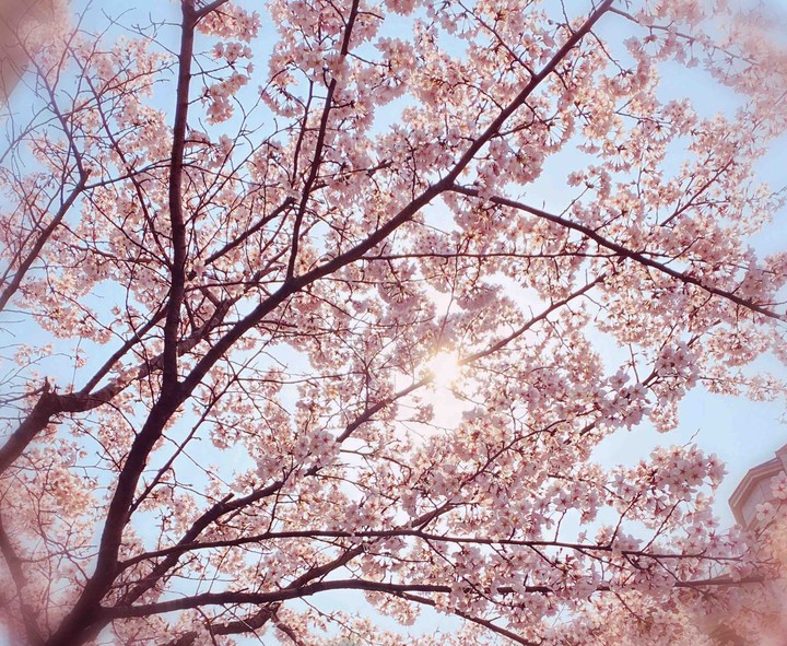 one day .. spring day.