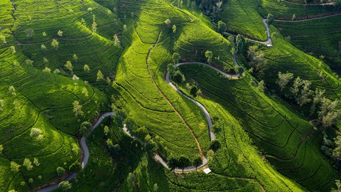 sfondi Plantation, valley