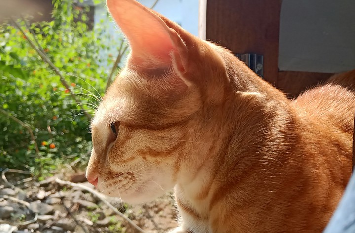 #cat