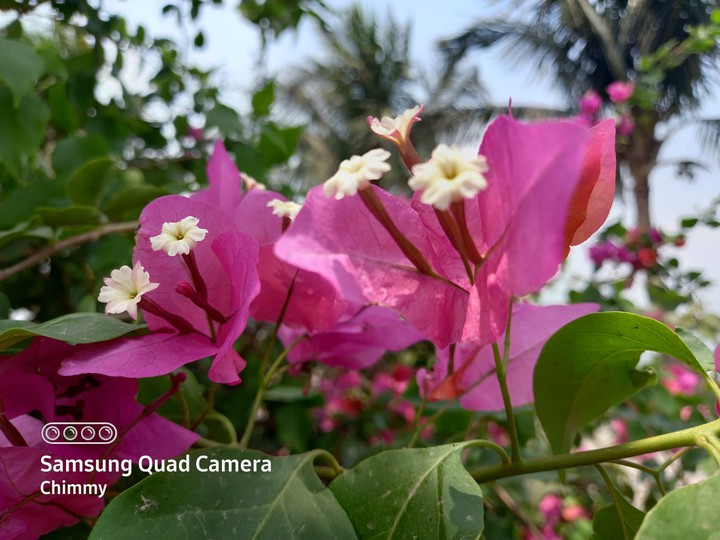 flowers