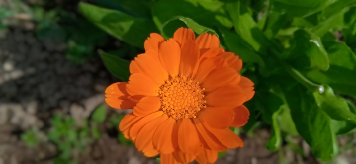 from my garden