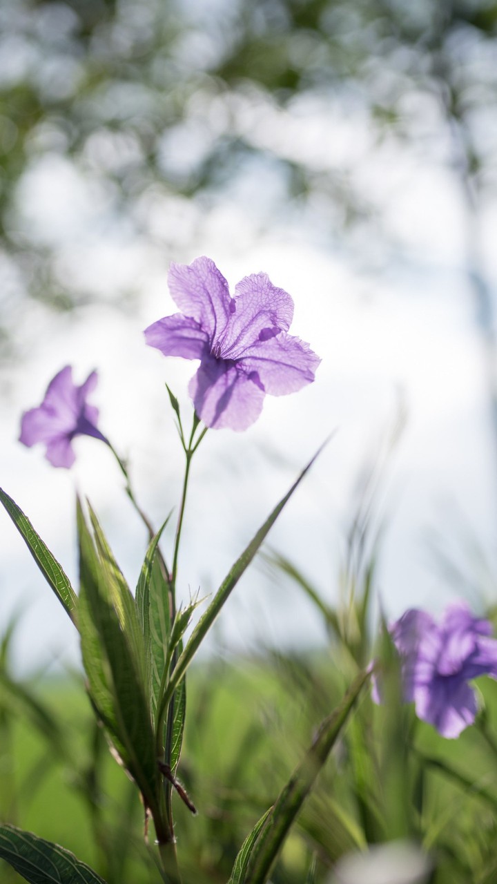 flower